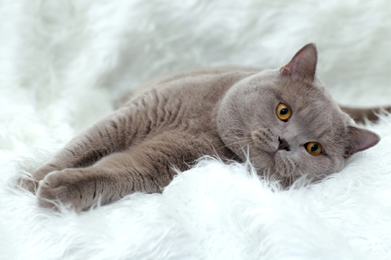 British Shorthair Cat for Sale