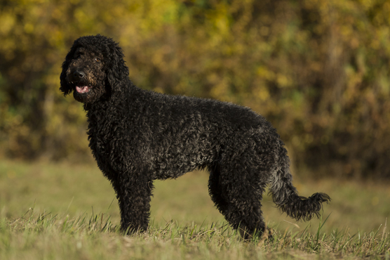 Labradoodle Puppies for Sale in Scotland