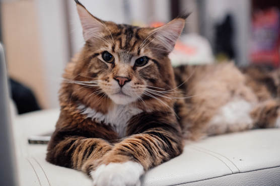 Maine Coon Cats for Sale in Scotland