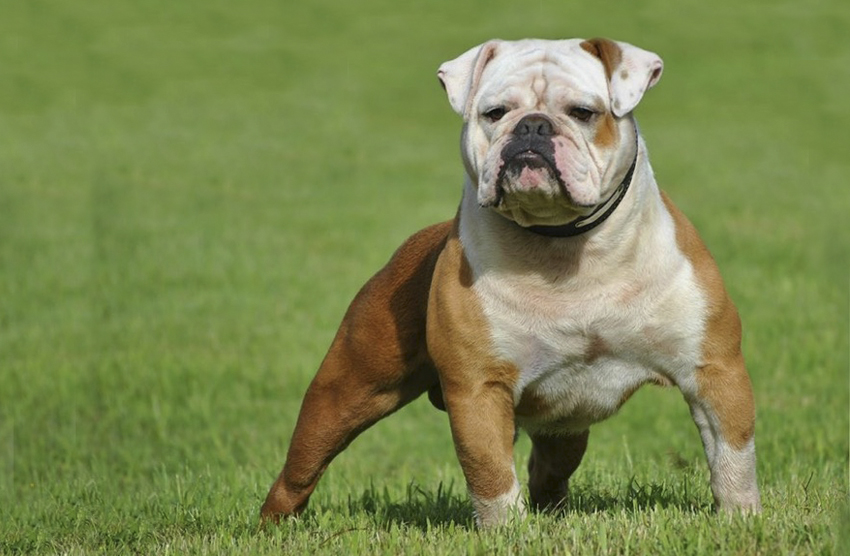Old Tyme Bulldog Puppies for Sale in Scotland, Glasgow