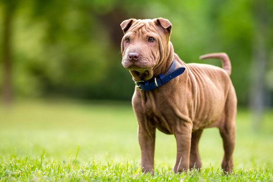 Shar Pei Dogs for Sale
