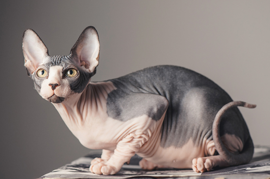 Sphynx Cats for Sale in Glasgow