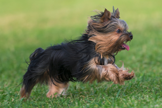 Yorkshire Terrier Health Issues