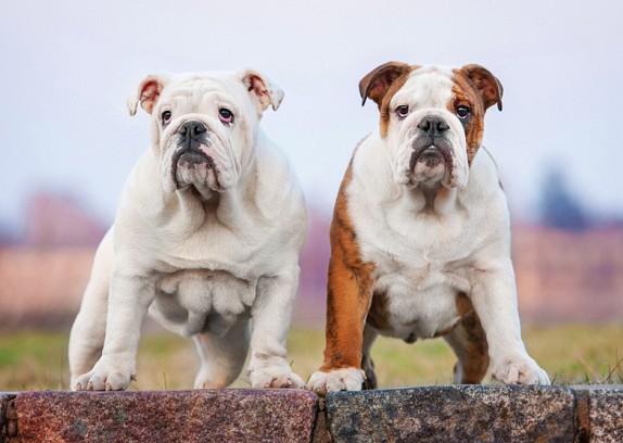 English Bulldogs: Temperament and Personality