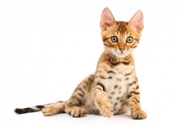 Does the Bengal Cat Make a Good Pet?